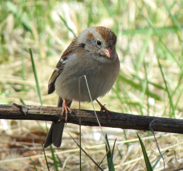 Field Sparrow DeSoto 95th 4_4_2015